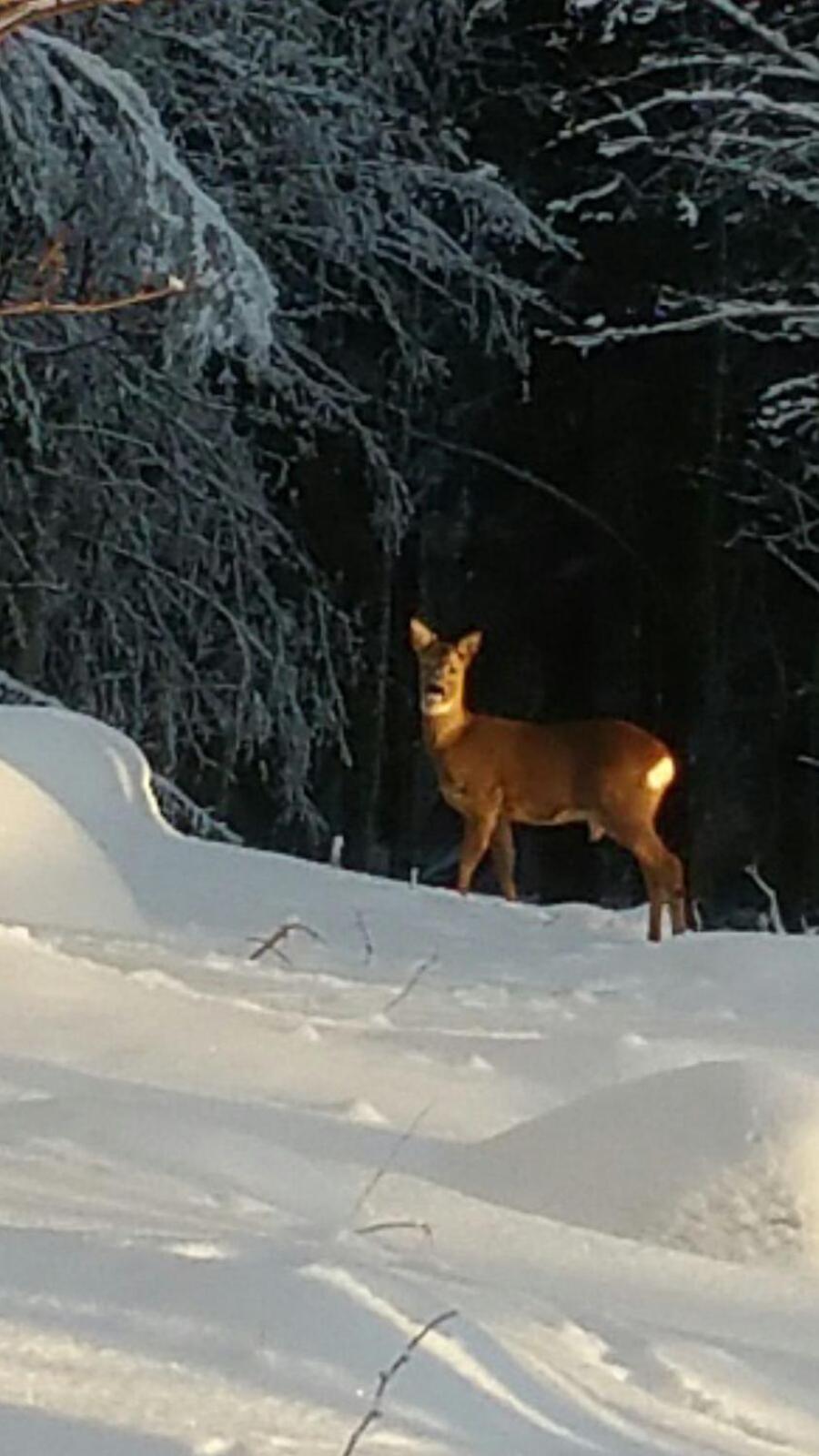 Mieps Huset Dalarna Holiday Kullen  ภายนอก รูปภาพ